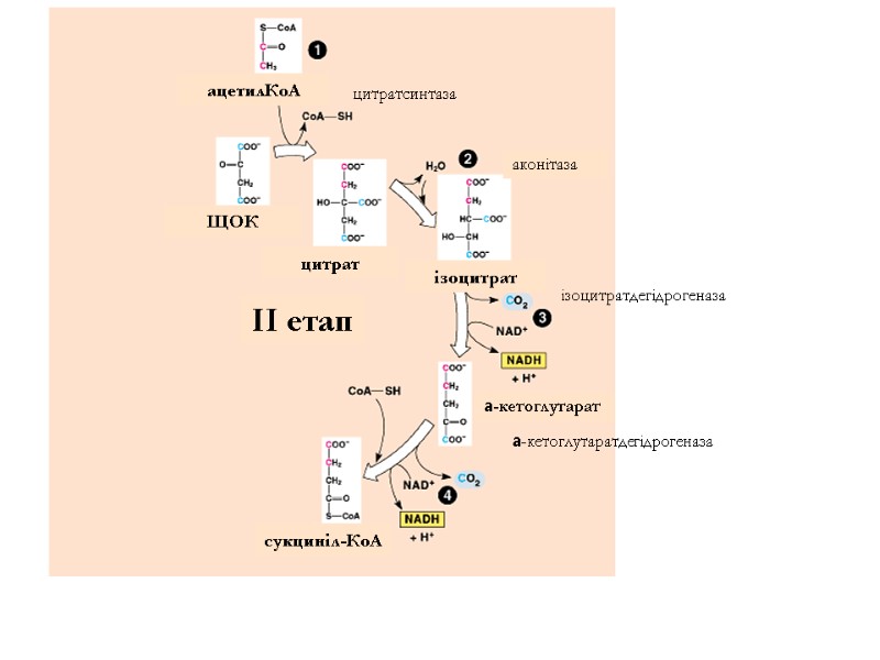 ІІ етап цитратсинтаза аконітаза ізоцитратдегідрогеназа a-кетоглутаратдегідрогеназа a-кетоглутарат ацетилКоА ЩОК цитрат ізоцитрат сукциніл-КоА